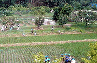 体験農場（果樹園）