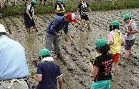 田植えの体験学習