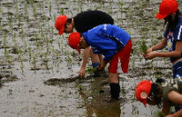 田植えをする子供たち