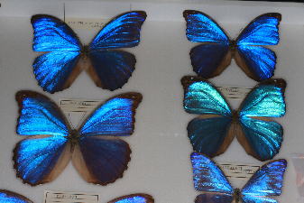 燐粉が青く輝いている珍しい蝶。